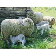 Молодняк овец 2012-13 года рождения в Украине Купить Цена Фото