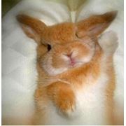 Комбикорм для кроликов. фотография