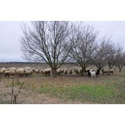 Племенные овцы цигейской породы продажа стада племенных овец фото