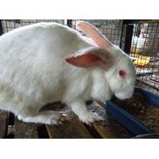 Комбикорма для кроликов и других животных и птиц фото