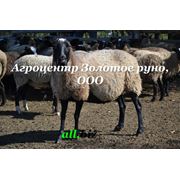 Стадо овец Канадский Олибс Романовская порода в Украине экспорт фотография