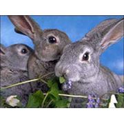 Комбикорм для кроликов фото