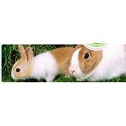 Комбикорма для кроликов и нутрий фото