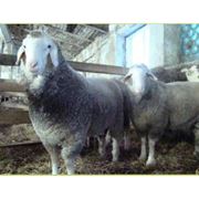 Немецкая Мериноланд овца племенные овцы (купитьзаказать)