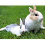 Комбикорм для кроликов ТМ «Feed Life» ПК 92-1 фото