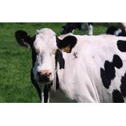 Молочные стада, КРС. Сельскохозяйственные животные фото