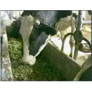 Биокорма для сельскохозяйственных животных. БВД (белково-витаминная добавка). Корма. фотография