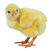 Цыплята бройлеров, яйцо инкубационное