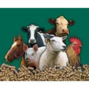 Биокорма для сельскохозяйственных животных