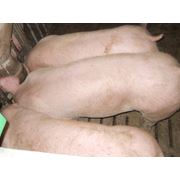 Свиньи живым весом 110-130 кг фото