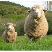Овцы породы Асканийская мясо шерстная фото