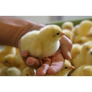 Томашпольская инкубаторная станцыя занимается инкубацией яиц продажей суточного молодняка птицы: цыплята  гусята  утята. фото