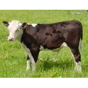 Заменитель молока YOUNG CALF Молодой теленок