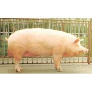 Премикс 25 % откорм и финиш для свиней (Германия) фото
