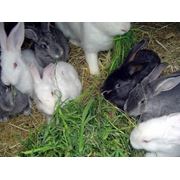 Кролики племенные в Украине Купить Цена Фото фото