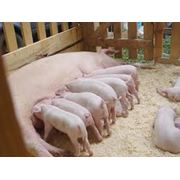 Свиньи племенные племенные свиньи продажа племенных свиней купить племенных свиней свинья породы свиней куплю свиней свинья домашняя продажа свиней выращивание свиней