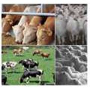 Комбикорма для крупного рогатого скота коров теленка для мелкого и большого рогатого скота. фотография