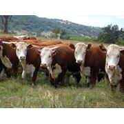 Комбикорм для крупного рогатого скота (КРС)на откорм