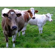 Комбикорма для крупного рогатого скота в Украине Купить Цена Фото фото