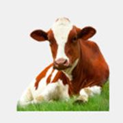 Комбикорма для крупного рогатого скота, комбикорма для КРС КК 62-1, КК 63-1.Украина, Бахчисарай. фото