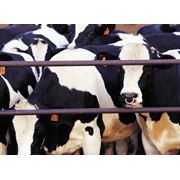 Комбикорма для крупного рогатого скота (КРС) от производителя, Низкие цены!!!
