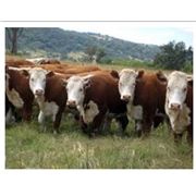 Комбикорма для крупного рогатого скота (КРС) фотография