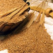 Отруби пшеничные высивки 16% протеина фото