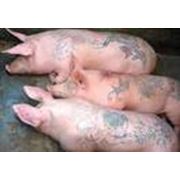 Биокорма для свиней для животных Провими фото
