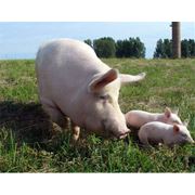 LactoMax корм для лактирующих свиноматок от производителя. фото