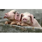 Свиньи племенные (Запорожье), куплю племенных свиней, племенные свиньи купить, племенные хозяйства свиньи, продажа племенных свиней, племенные породы свиней. фотография