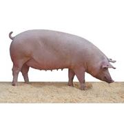 Корма для кормящих свиноматок Blattivit MIX LK 20% фотография
