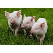 Комбикорма для животных - поросят свиней фото