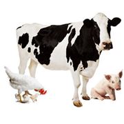 Премиксы для сельскохозяйственных животных производства компании Vitfoss в Украине премиксы с содер­жанием витаминов и минералов