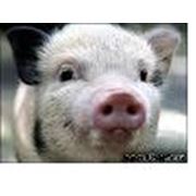 Добавки для свиней Белково - Витаминно - Минеральные фото