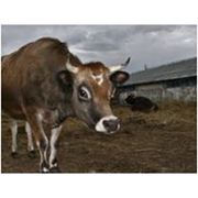Корма для животных. Корма для животный. Корма для животных оптом. Производство кормов для животных. Продажа кормов для животных.
