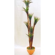 Пальмовые растения комнатные