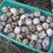 Доставка перепелиных яиц по Казахстану фотография