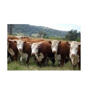 Комбикорм БМВД для крупного рогатого скота (КРС) телят