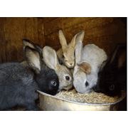 Комбикорм для кроликов. комбикорма для животныхКиевУкраина фото