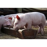 Комбикорма для свиней в Украине Купить Цена Фото фото