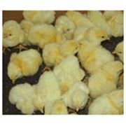 Комбикорм стартовый для откорма цыплят возрастом от 1до 30 суток фото