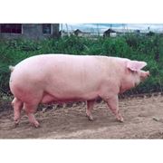 Комбикорм для сельскохозяйственных животныхЗерно продажа и закупкакомбикормпшеницазерновые культурыкомбикорм для козкомбикорм для свиней фото