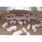 Комбикорм для свиней Откорм (Видгодивля) фасовка по 25 кг фотография