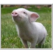Комбикорма для свиней гранулированные фото