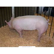 Комбикорма для свиней премиксы для свиней концентраты для свиней купить в Киеве и по Украине производство - Бельгия