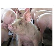 Гайсинский комбикормовый завод ООО Комбикорма для свиней
