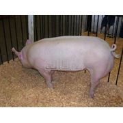Комбикорма для свиней цена купить Украина