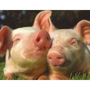 Комбикорма для свиней от производителя фотография