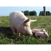 Комбикорма для свиней. фотография
