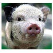 Комбикорма для свиней фото